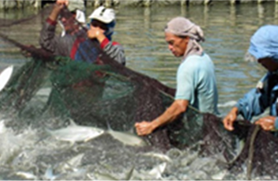 National Industry Cluster Capacity Enhancement Project in Philippines (2012-2015 JICA)